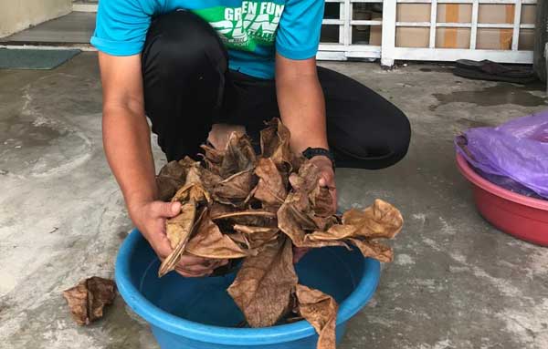 ebay daun ketapang